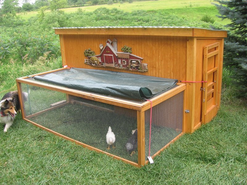 If you are planning to build a Do It Yourself (DIY) chicken house for 