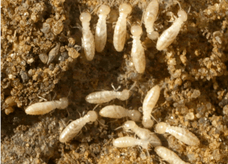 Control Termites