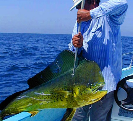 Catch Pompano Dolphin Fish 