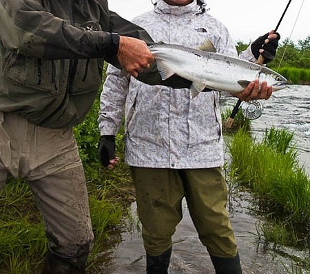 Catch sockeye salmon 