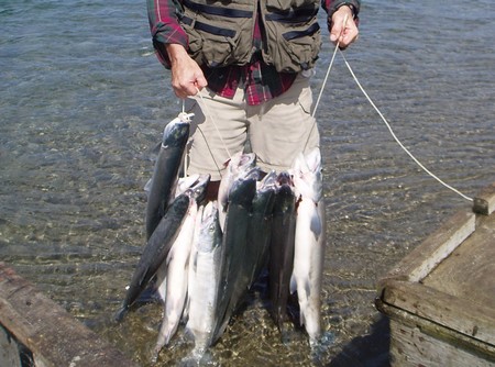 Catch sockeye salmon