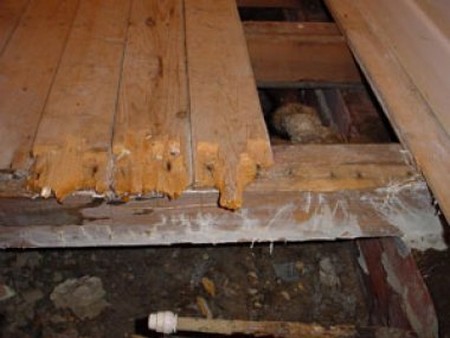 Dry Rot 