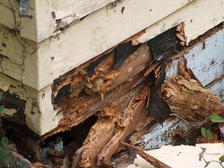 Dry Rot