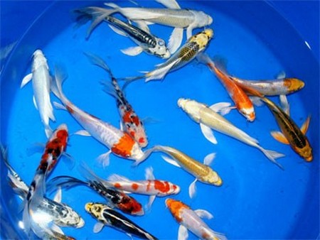KOI Stress