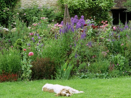 Pet Garden