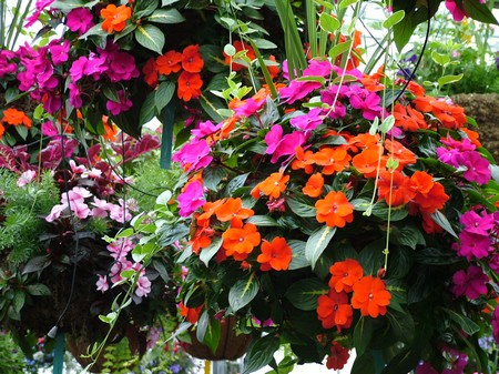 Plants Hanging Baskets