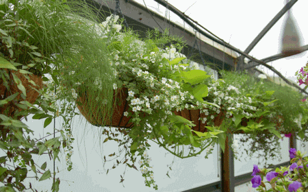 Plants Hanging Baskets