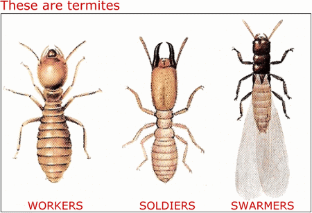 Wood Pests