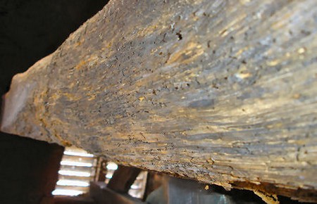 Woodworm