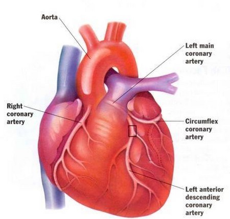 heart Disease