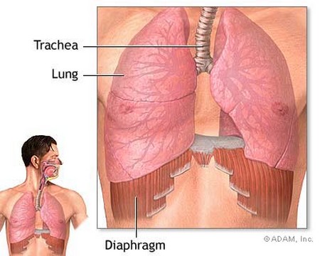 Chest Diaphragm