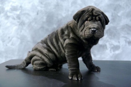 Chinese Shar Pei Dog