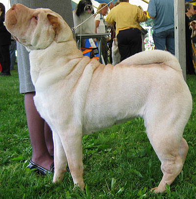 Chinese Shar-Pei Dog