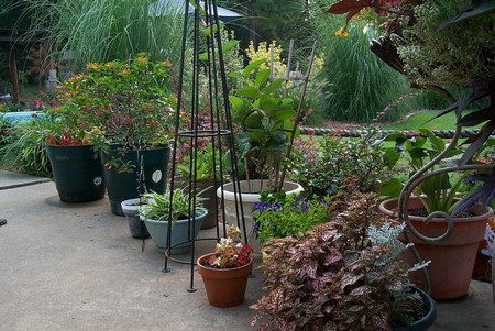 Container Plants