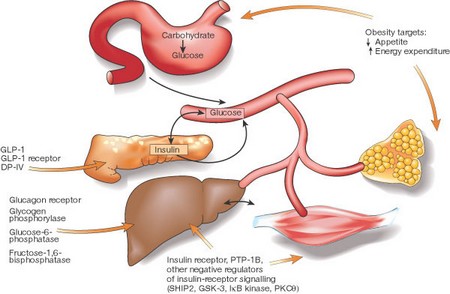 Carbohydrates  Diabetes 