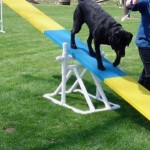 How to Maintain Your Dog’s Mental and Physical Health 