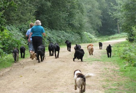 Dog Physical Health 
