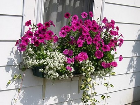 Hang Baskets in Window Garden  