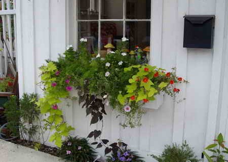 Hang Baskets in Window Garden