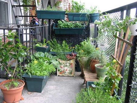 Kitchen Garden Balcony