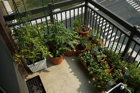 Maintain Plants Balcony