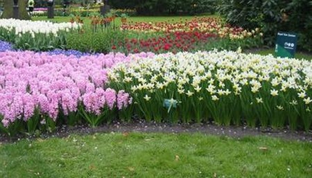 Mini Gardens