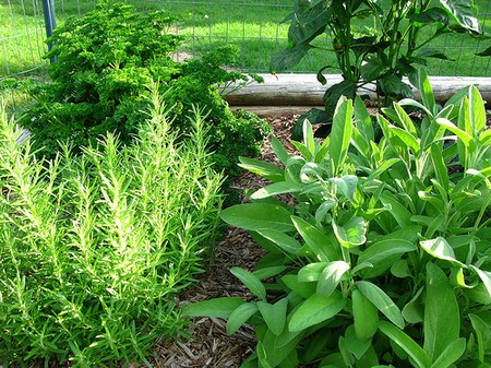 Pest Disease Herb Garden