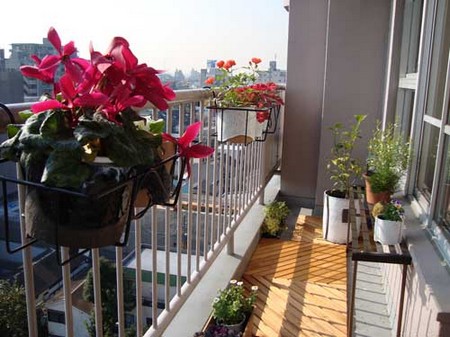 Plants for Balcony Garden