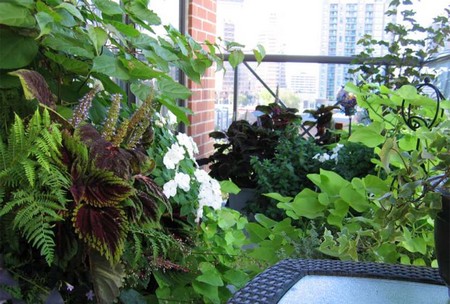 Plants in Balcony Garden 