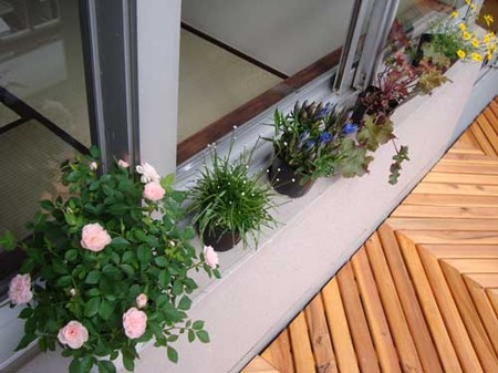 Plants in Balcony Garden 