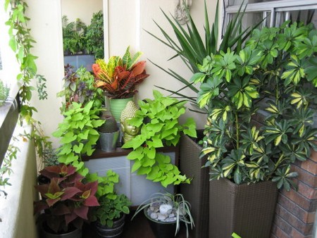 Plants in Balcony Garden