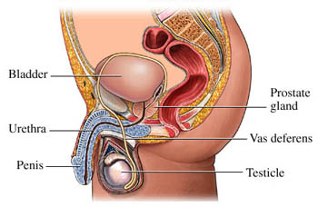 Prostatitis Men