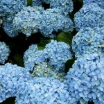 How to Train and Prune Plants 