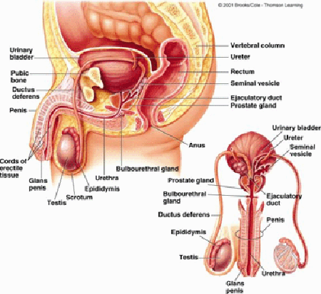 Sexual Organs