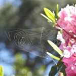 How to Grow Shrubs in Small Garden 