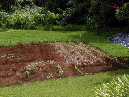 Soil Condition in Garden