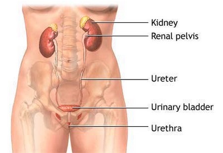Urinary Tract Infections