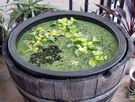 Water Plants Balcony Garden