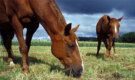 Basic Needs Horse