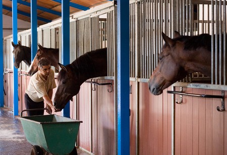 Bedding Horse