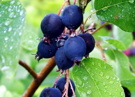 Berry Fruits  