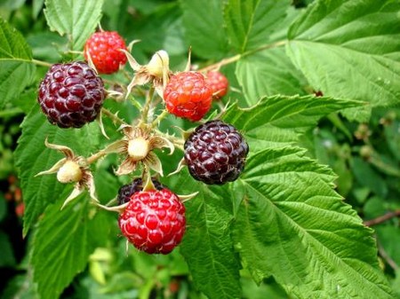 Berry Fruits