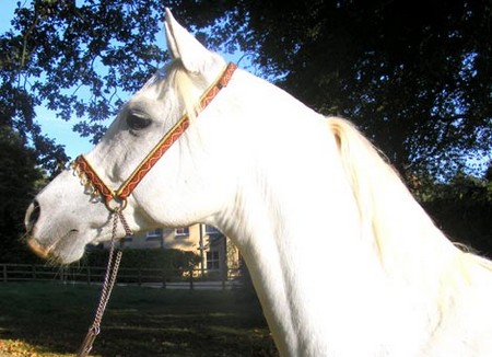Bridle Horses Head