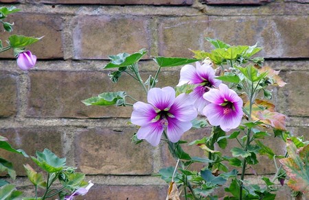 Climber Wall Plants  
