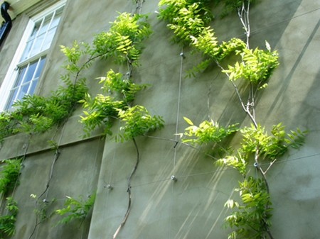 Climber Wall Plants