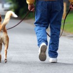 How to Control your Dog off the Lead 
