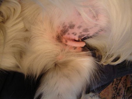Dog Allergies 