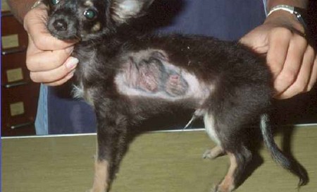 Dog  Eczema 