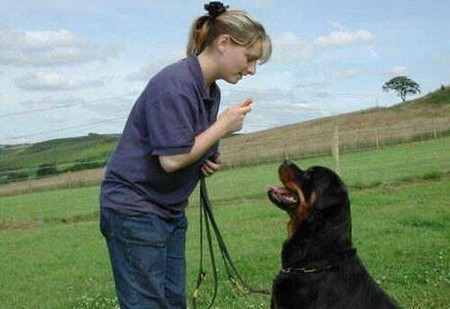 Dog  Respond  Call
