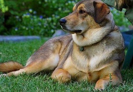 Dog Suffers 